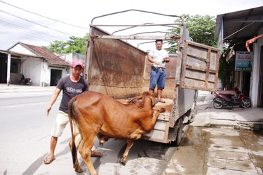 Mua bò được... bảo hành 1 tháng
