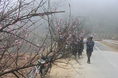 Chợ hoa đào Sa Pa trong giá lạnh 10 độ C