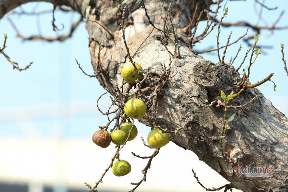 Chậu sung trăm tuổi trụi lá, hét giá 200 triệu đồng ở Hà Nội - 2 Chậu sung trăm tuổi trụi lá, hét giá 200 triệu đồng ở Hà Nội - 2