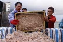 Trúng luồng ruốc, ngư dân kiếm triệu mỗi ngày