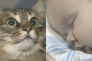 Mèo hoang sưởi ấm cho em bé bị bỏ rơi trong trời giá lạnh