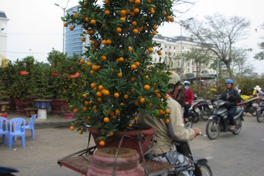 Hối hả mang Xuân về nhà 