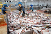 Doanh thu xuất khẩu sang Mỹ của "nữ hoàng cá tra" Vĩnh Hoàn giảm mạnh
