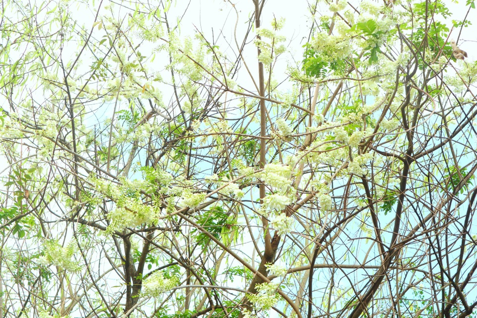 Quảng Nam: Khám phá quần thể kiến trúc lịch sử, văn hoá độc đáo - 13