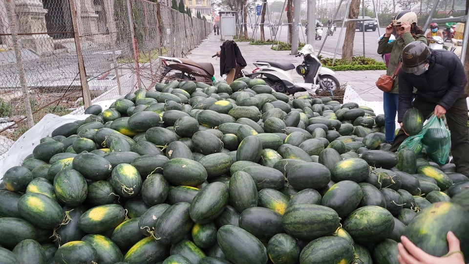 Dân Hà Nội đổ xô mua dưa hấu giải cứu nông dân các tỉnh phía Nam - 5 Dân Hà Nội đổ xô mua dưa hấu giải cứu nông dân các tỉnh phía Nam - 5
