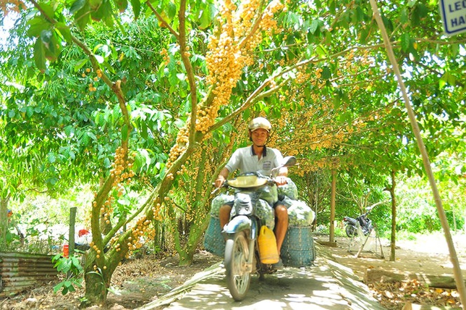 Đã mắt với vườn dâu trái từ gốc đến ngọn ở miền Tây - 12 Đã mắt với vườn dâu trái từ gốc đến ngọn ở miền Tây - 12