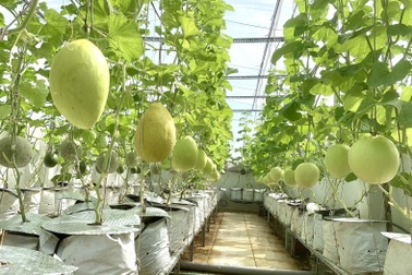 Anh "nông dân" trồng dưa lưới trên sân thượng giữa Sài Gòn, thu cả tạ trái