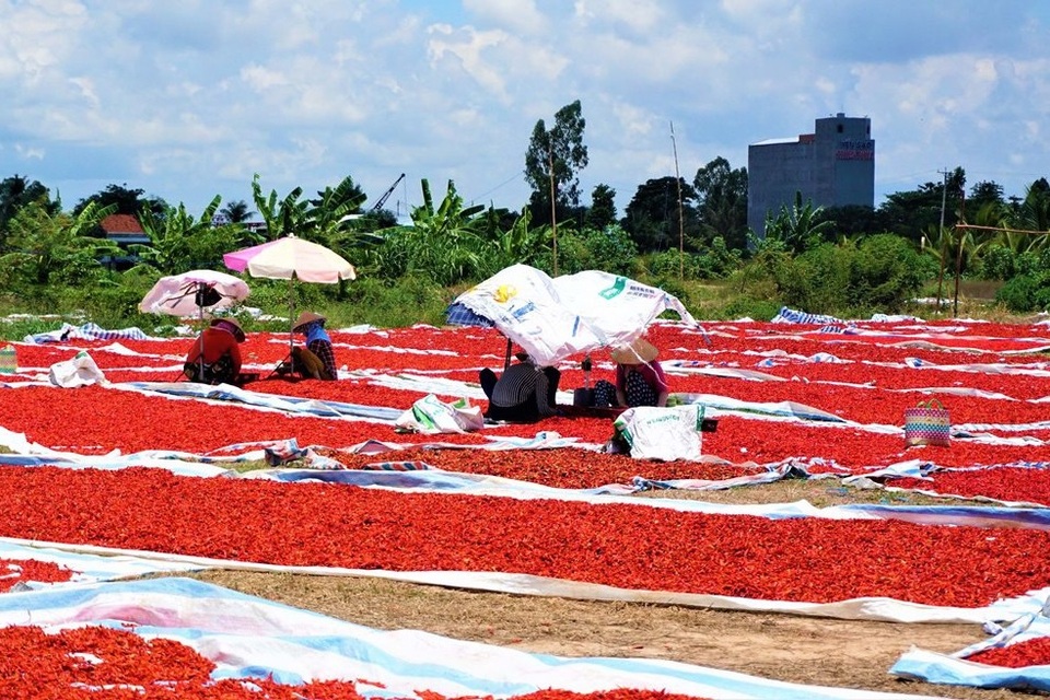 Phồng tay, cay mắt với nghề phơi ớt - 1 Phồng tay, cay mắt với nghề phơi ớt - 1