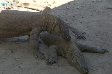 Khám phá loài rồng trên đảo Komodo