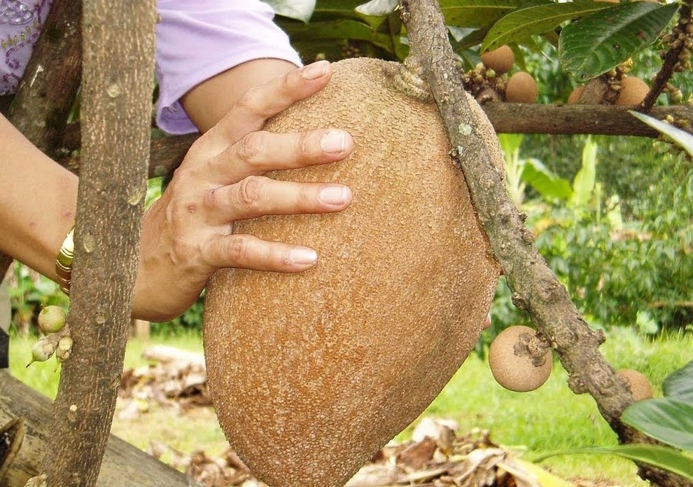 Kinh ngạc với giống hồng xiêm ruột đỏ, quả nặng hơn 2 kg - 2 Kinh ngạc với giống hồng xiêm ruột đỏ, quả nặng hơn 2 kg - 2