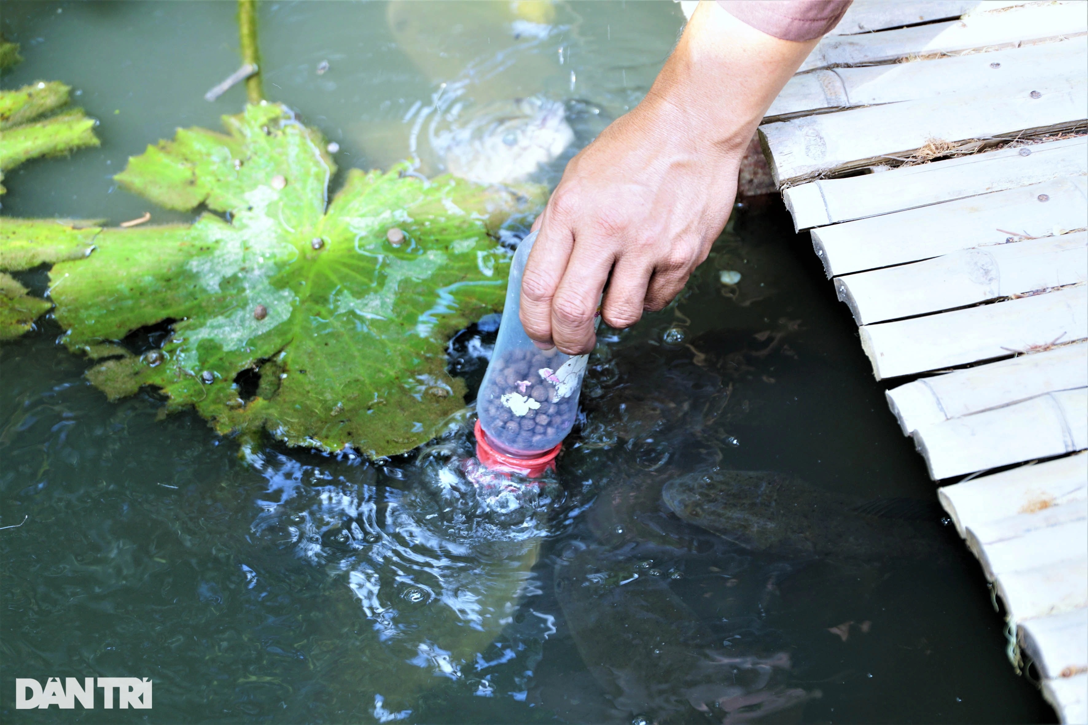 Xem vua xiếc cá cho hàng nghìn con cá trê vượt cạn giành thức ăn - 6 Xem vua xiếc cá cho hàng nghìn con cá trê vượt cạn giành thức ăn - 6