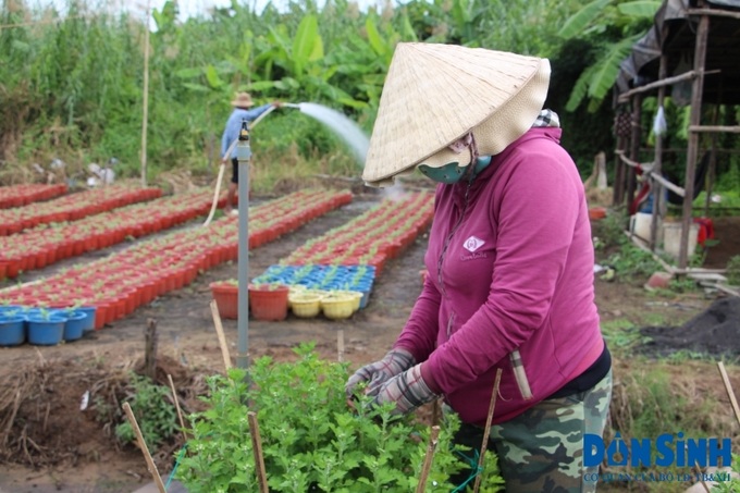 Năm nay những công nhân thất nghiệp hoặc bị cắt giảm giờ làm đến xin việc làm tại các vườn hoa rất đông với mức thu nhập khoảng 25.000 đồng/giờ.