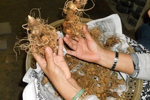 Bộ Khoa học và Công nghệ hỗ trợ Quảng Nam chống sâm Ngọc Linh giả