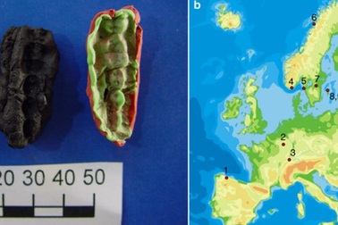 “Kẹo cao su cổ đại” lưu giữ DNA của loài người từ 10.000 năm trước