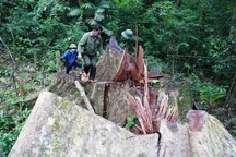 Khởi tố vụ chặt phá rừng trái phép trong Khu bảo tồn thiên nhiên