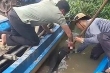 Giải cứu cá heo bị chĩa đâm, bơi lạc vào sông ở Cà Mau