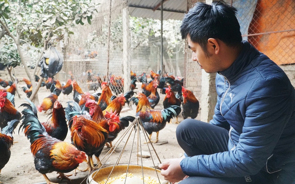 Cử nhân báo chí về quê làm thái tử gà mía - 4 Cử nhân báo chí về quê làm thái tử gà mía - 4