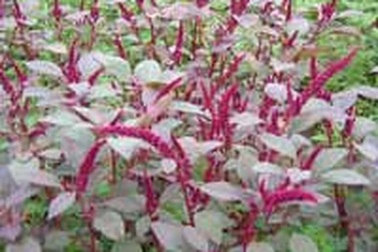 Rau dền chữa táo bón, mờ mắt