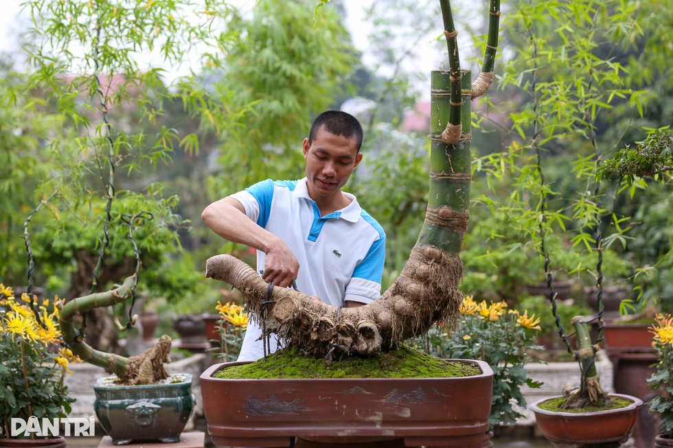 Gặp chủ nhân chậu tre bonsai đặt trong tiệc trà Tổng Bí thư - 4