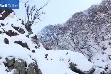 Khỉ tuyết Nhật Bản tắm suối nước nóng