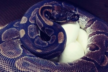 Trăn già 65 tuổi bất ngờ đẻ trứng dù không giao phối với con đực