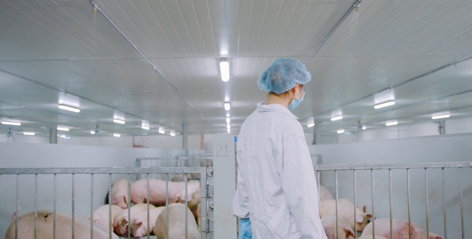 MEATDeli áp dụng tiêu chuẩn quốc tế trong chăn nuôi heo thịt - 2 MEATDeli áp dụng tiêu chuẩn quốc tế trong chăn nuôi heo thịt - 2