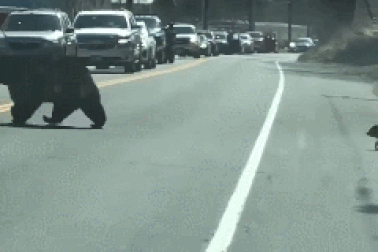 Gấu mẹ chặn xe để đàn con sang đường an toàn