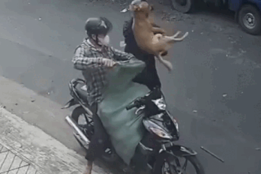 Bắt 2 kẻ trộm chó bị tài xế ô tô ở TPHCM tông ngã