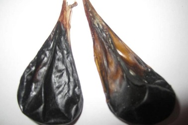 Bé 9 ngày tuổi nguy kịch vì gia đình cho uống mật khỉ