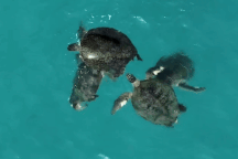 Khách sửng sốt gặp cảnh hiếm thấy vào mùa sinh sản của loài rùa ở Côn Đảo