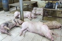 200 con heo bơm nước suýt ra thị trường