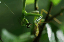 "Lạnh gáy" cảnh bọ ngựa cái nhai đầu bạn tình khi đang giao phối