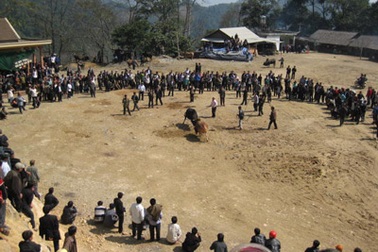 Đầu Xuân đi xem lễ hội chọi bò