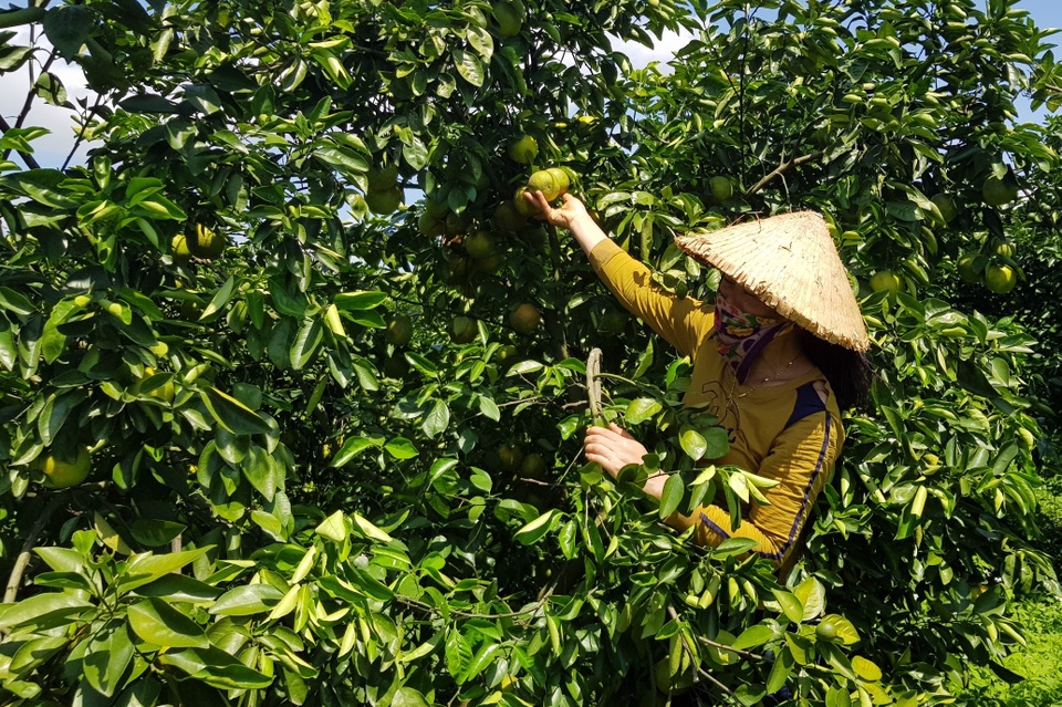 Phú Yên: Trồng cam trên vùng đất đỏ, lão nông thu hơn nửa tỷ đồng/năm - 2 Phú Yên: Trồng cam trên vùng đất đỏ, lão nông thu hơn nửa tỷ đồng/năm - 2