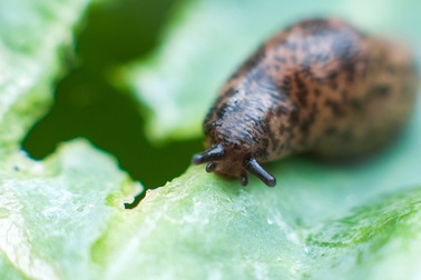 Ăn ốc sên sống, một thiếu niên tử vong sau 8 năm liệt giường