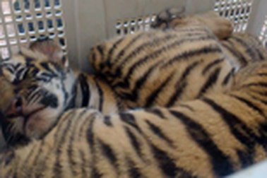 Lần theo đường đi của 4 "chúa tể rừng xanh"