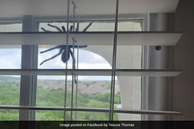 Hoảng hồn phát hiện nhện khổng lồ lơ lửng trên cửa sổ