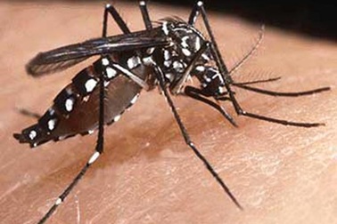Nhận biết và phòng chống muỗi vằn Aedes truyền bệnh sốt xuất huyết