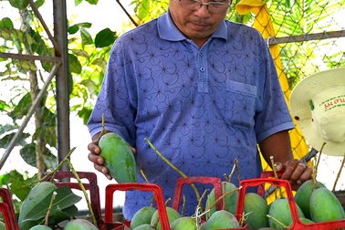 Đồng Nai: 1.000 tấn xoài sẽ “Bắc tiến” dịp Tết