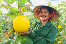 "Rải tiền tỷ, nhặt tiền lẻ", nữ nông dân thu hàng trăm triệu đồng mỗi năm