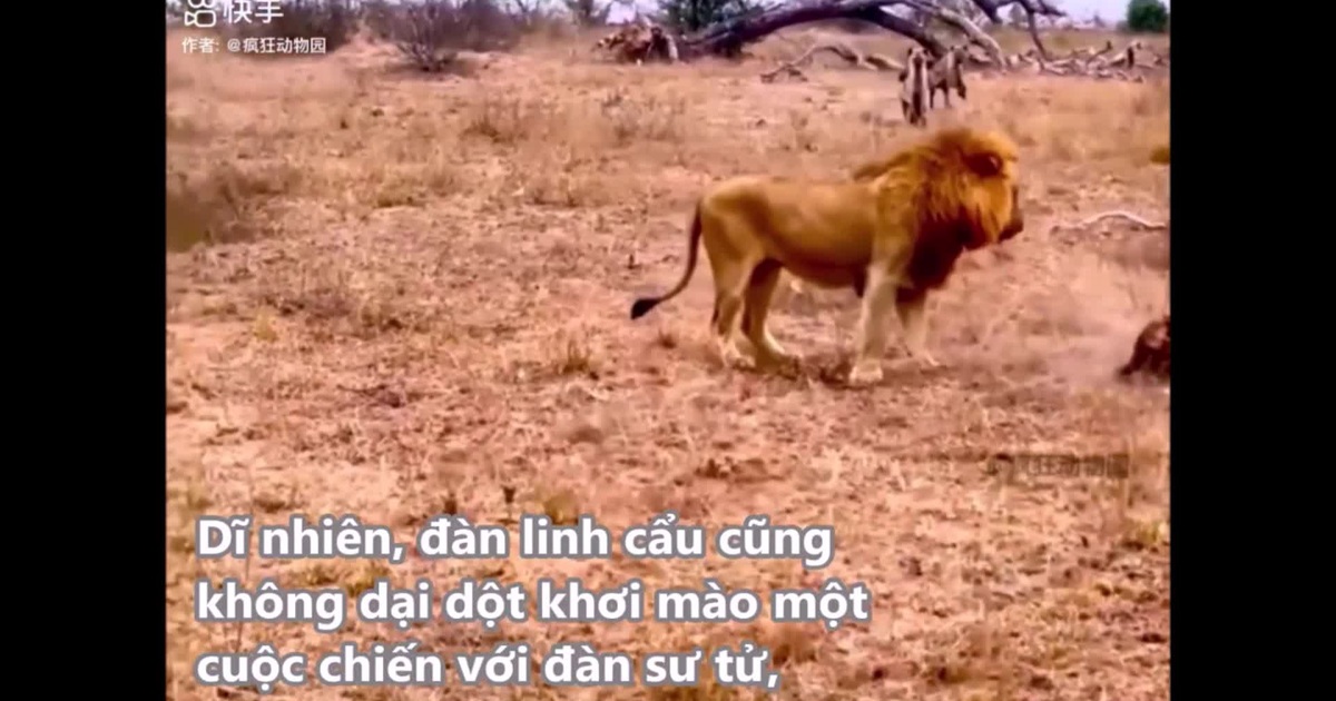 Video: Linh cẩu lọt vào vòng vây của đàn sư tử và cái kết | Báo Dân trí