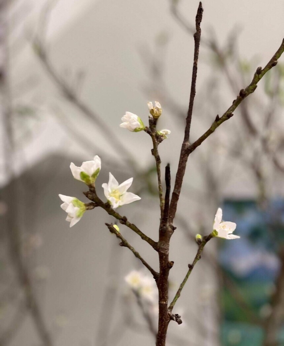 Không khí lạnh về, nhiều người đua nhau săn đón đào nở sớm - 5 Không khí lạnh về, nhiều người đua nhau săn đón đào nở sớm - 5