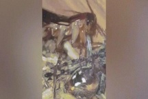 Chủ hoảng hốt khi thấy gián khổng lồ ăn thịt vật nuôi