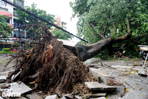 Cây xanh bật gốc, xe chết máy hàng loạt trên đường ngập sau mưa ở Thanh Hóa