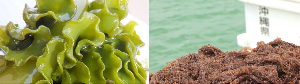 Tầm quan trọng của chuỗi cao phân tử có trong fucoidan - 2 Tầm quan trọng của chuỗi cao phân tử có trong fucoidan - 2