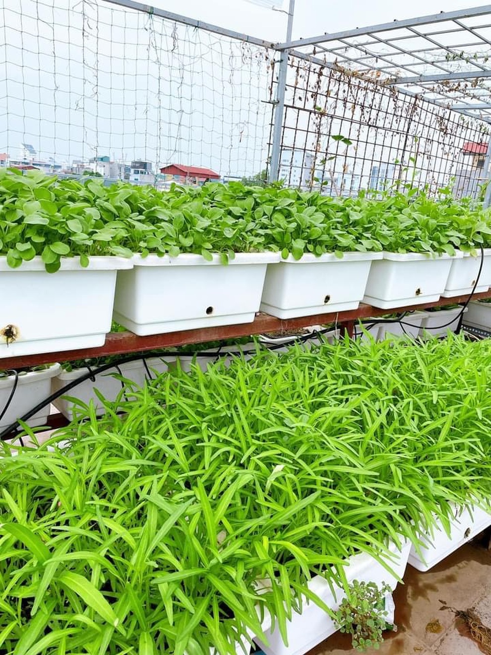 Vợ chồng trồng rau tặng hàng xóm, mua thực phẩm giúp người nghèo mùa dịch - 5 Vợ chồng trồng rau tặng hàng xóm, mua thực phẩm giúp người nghèo mùa dịch - 5