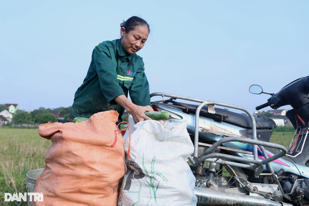 Trồng loại cây thân leo chi phí thấp, nông dân hốt bạc - 4 Trồng loại cây thân leo chi phí thấp, nông dân hốt bạc - 4
