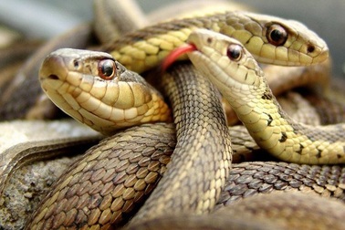 Loài rắn hung hăng nhất khi căng thẳng