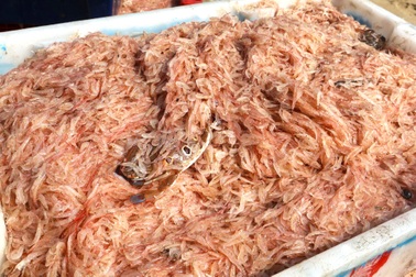 Đánh bắt loài hải sản nhỏ như que tăm, ngư dân đếm tiền đều tay