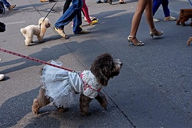 Chó cảnh diện thời trang 'sang chảnh' tung tăng dạo phố
